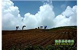 張家界、天子山、寶峰湖/黃龍洞、鳳凰古城、德夯大峽谷 苗族風情五日游